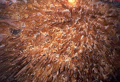 Stalagtites from below[PSwart]